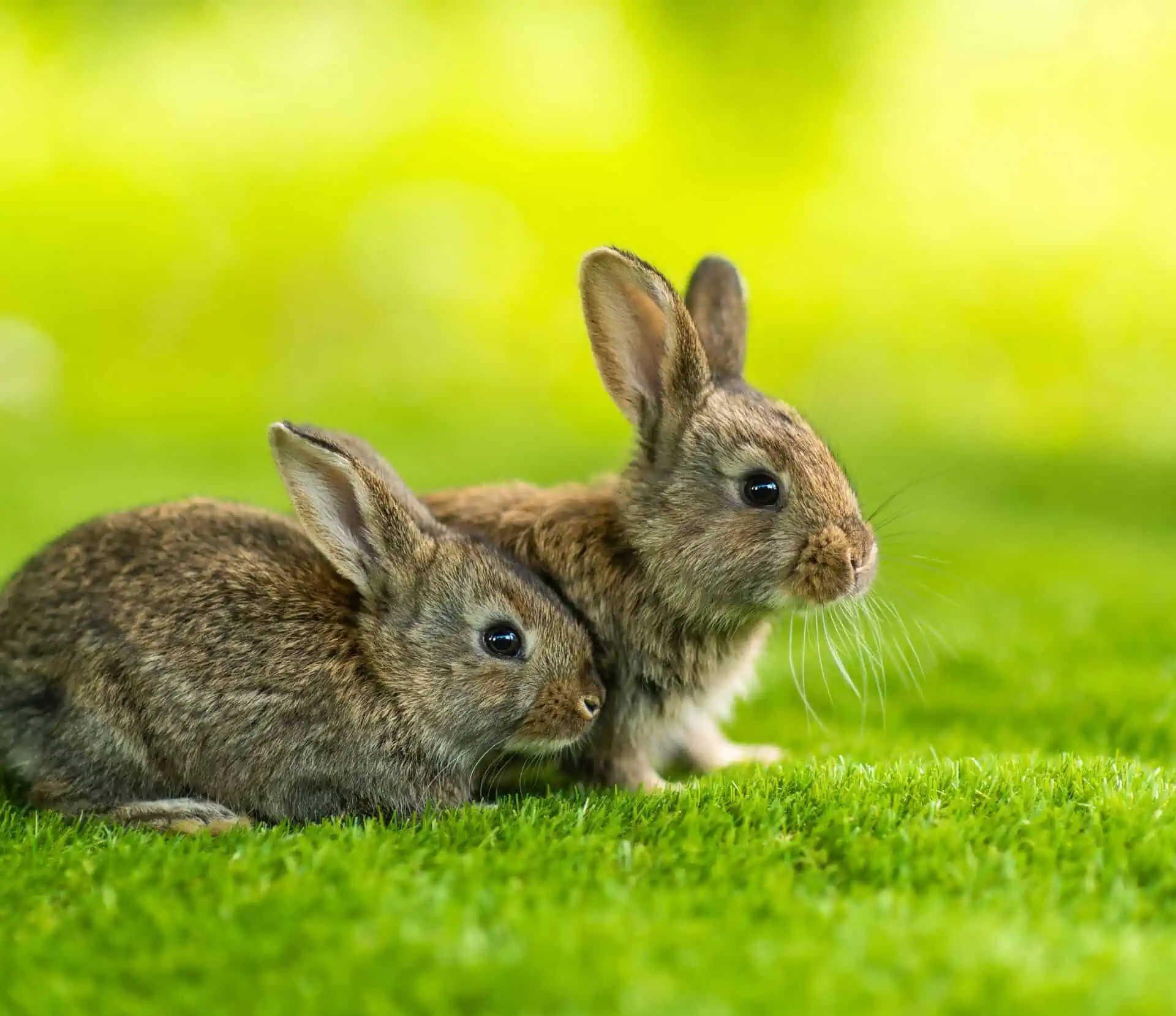 Can Guinea Pigs Safely Munch On Grass Outside? Expert Insights! - Vet 