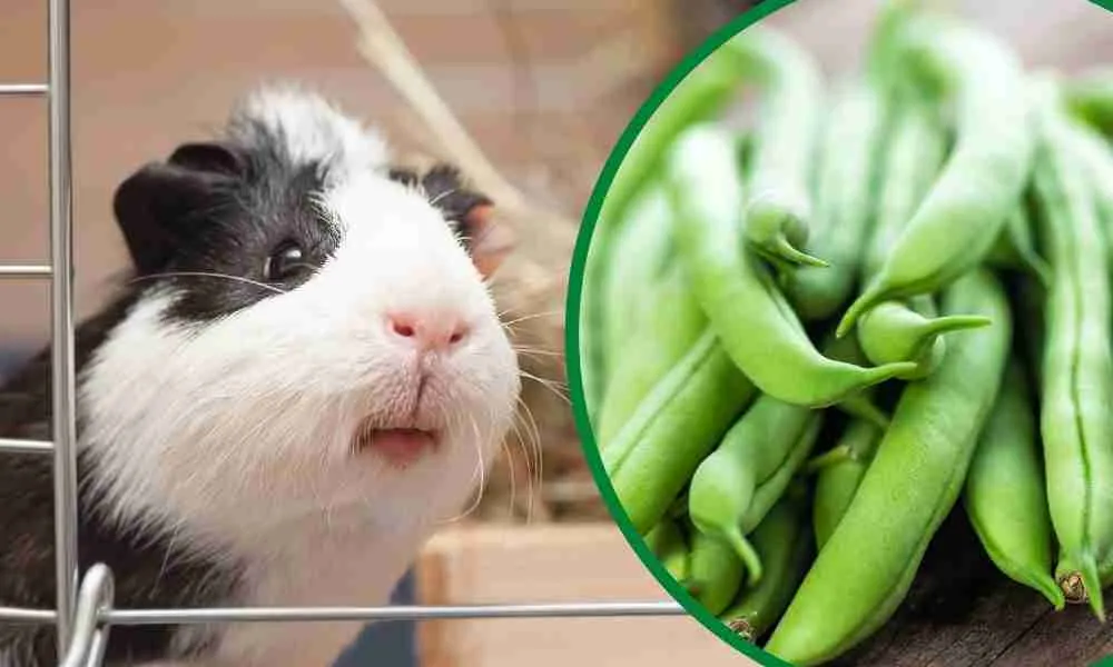 Can Guinea Pigs Eat Green Beans