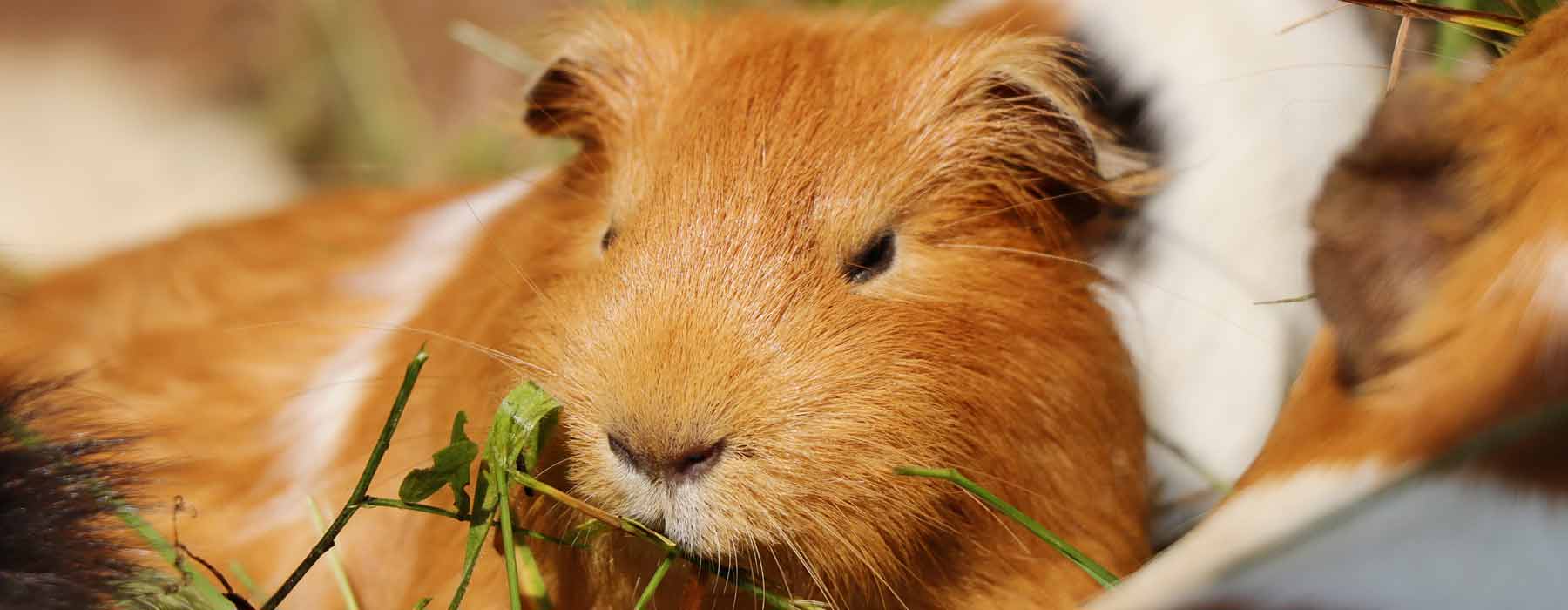 Can Guinea Pigs Eat Herbs