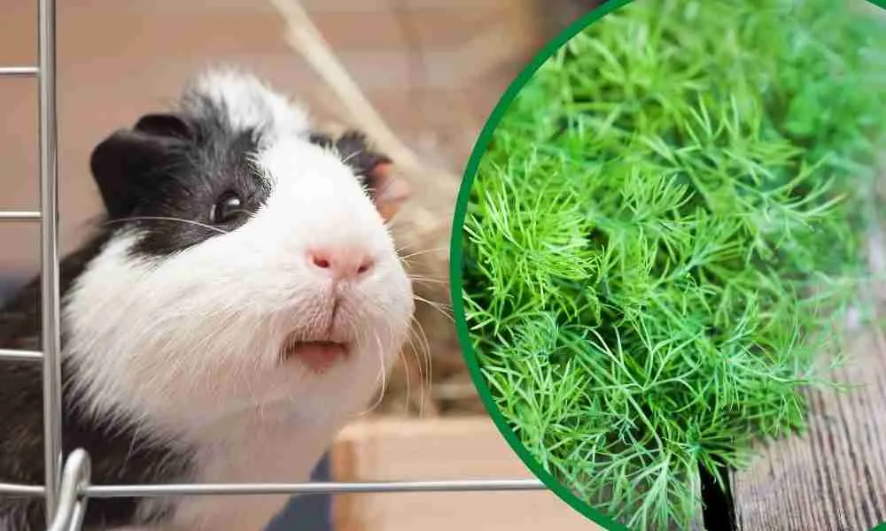 Can Guinea Pigs Eat Honeydew