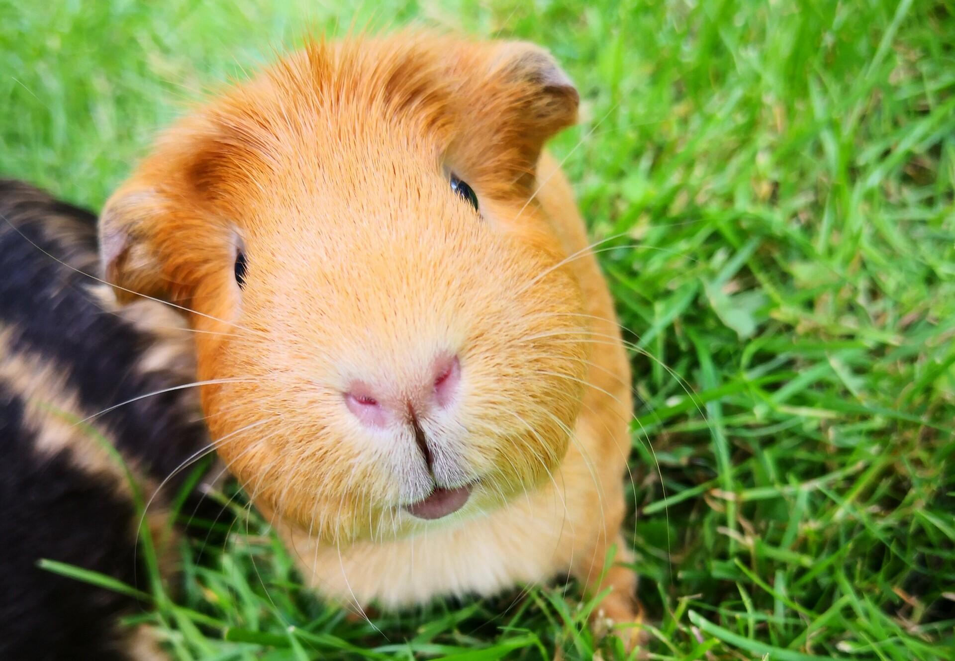 Can Guinea Pigs Eat Horse Hay