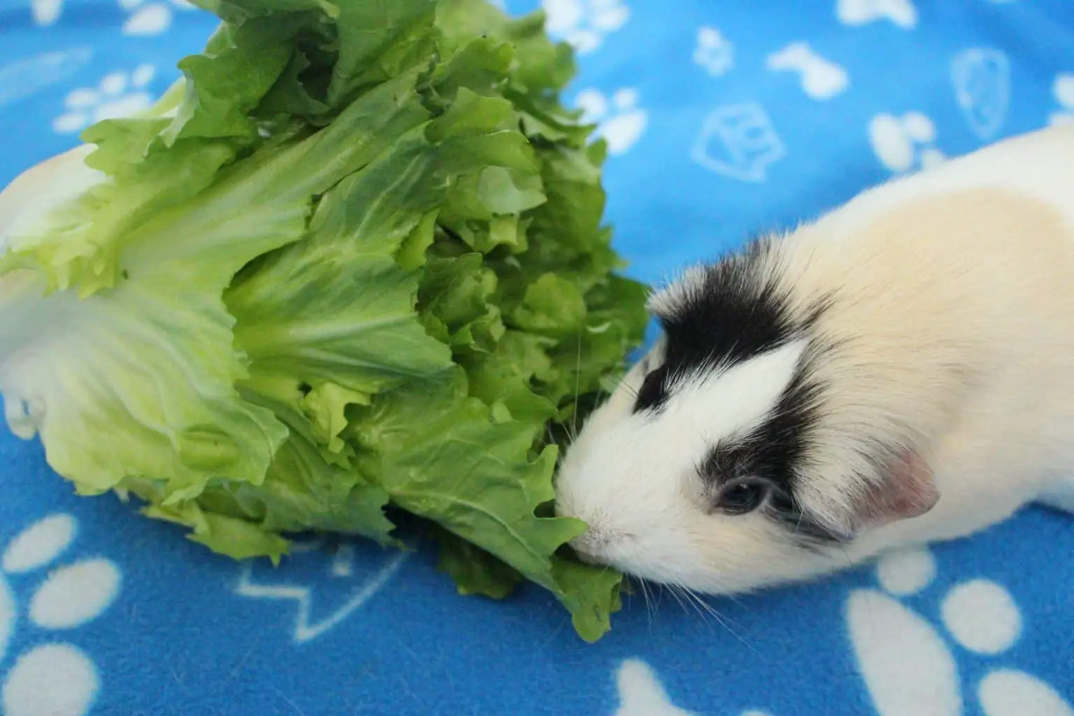 Can Guinea Pigs Eat Italian Parsley