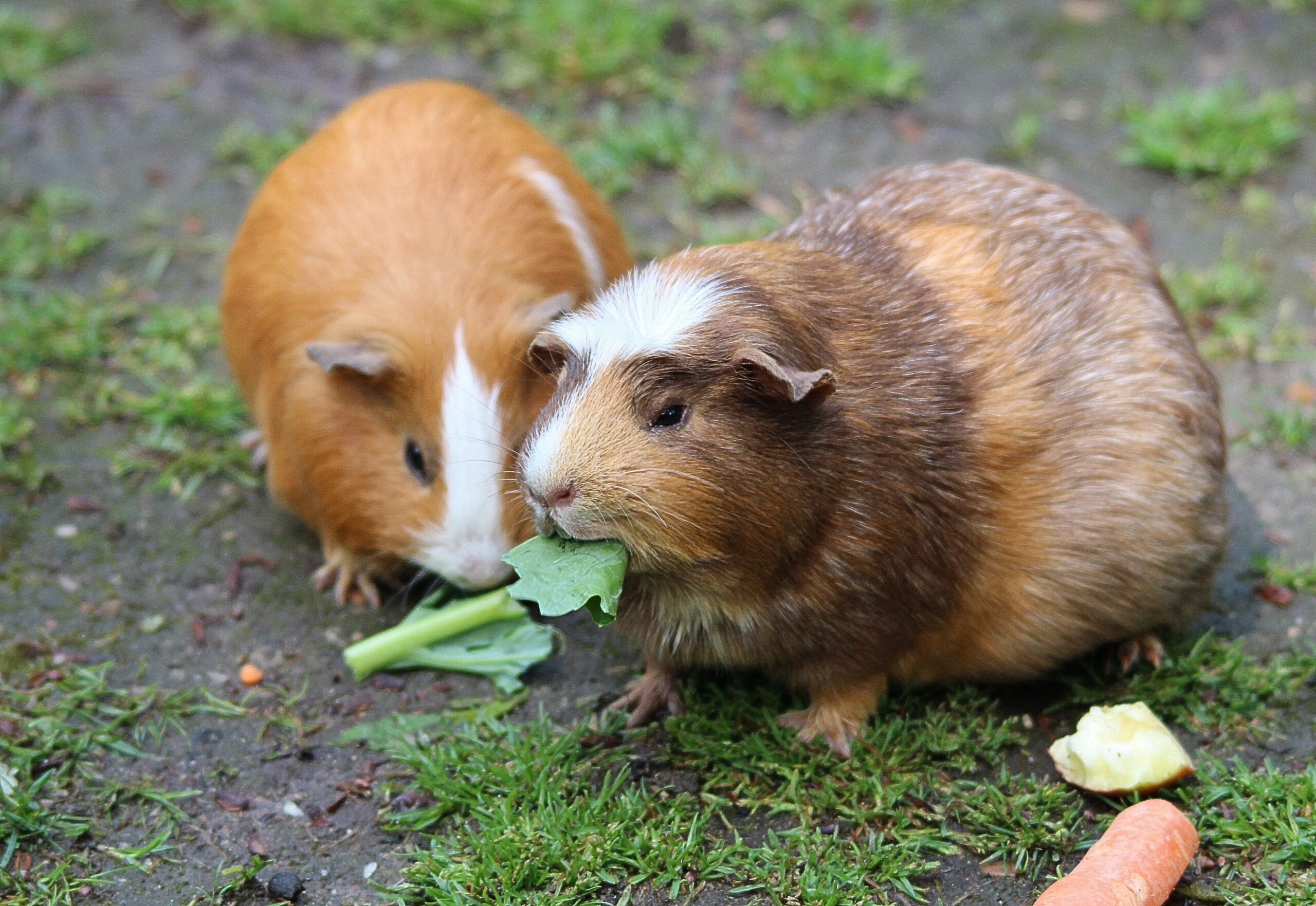 Can Guinea Pigs Eat Kiwi