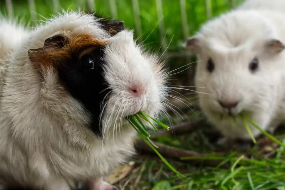 Can Guinea Pigs Eat Lettuce