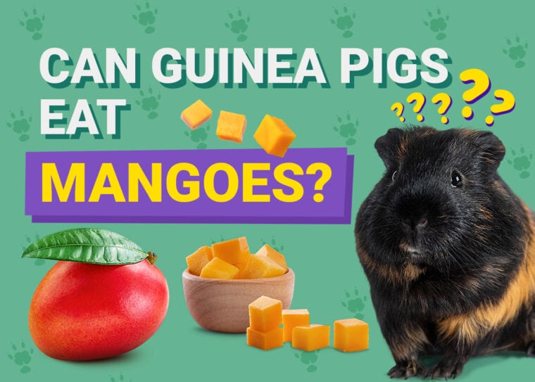 Can Guinea Pigs Eat Mango