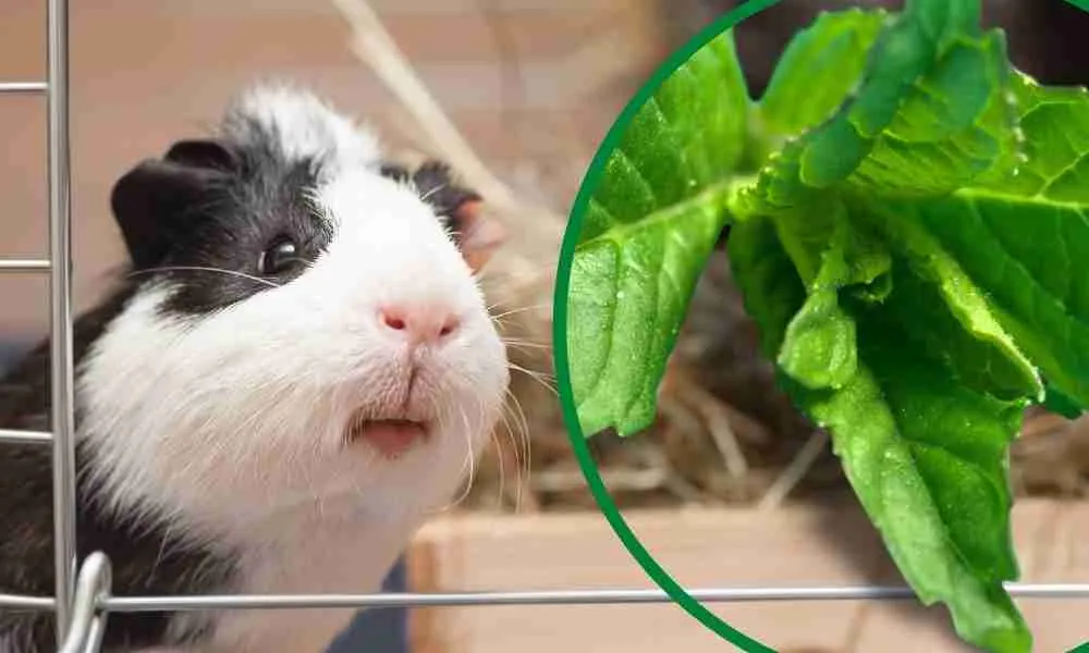 Can Guinea Pigs Eat Mint