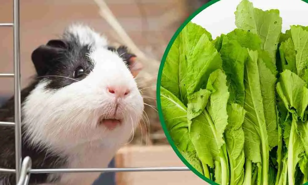 Can Guinea Pigs Eat Mustard Greens