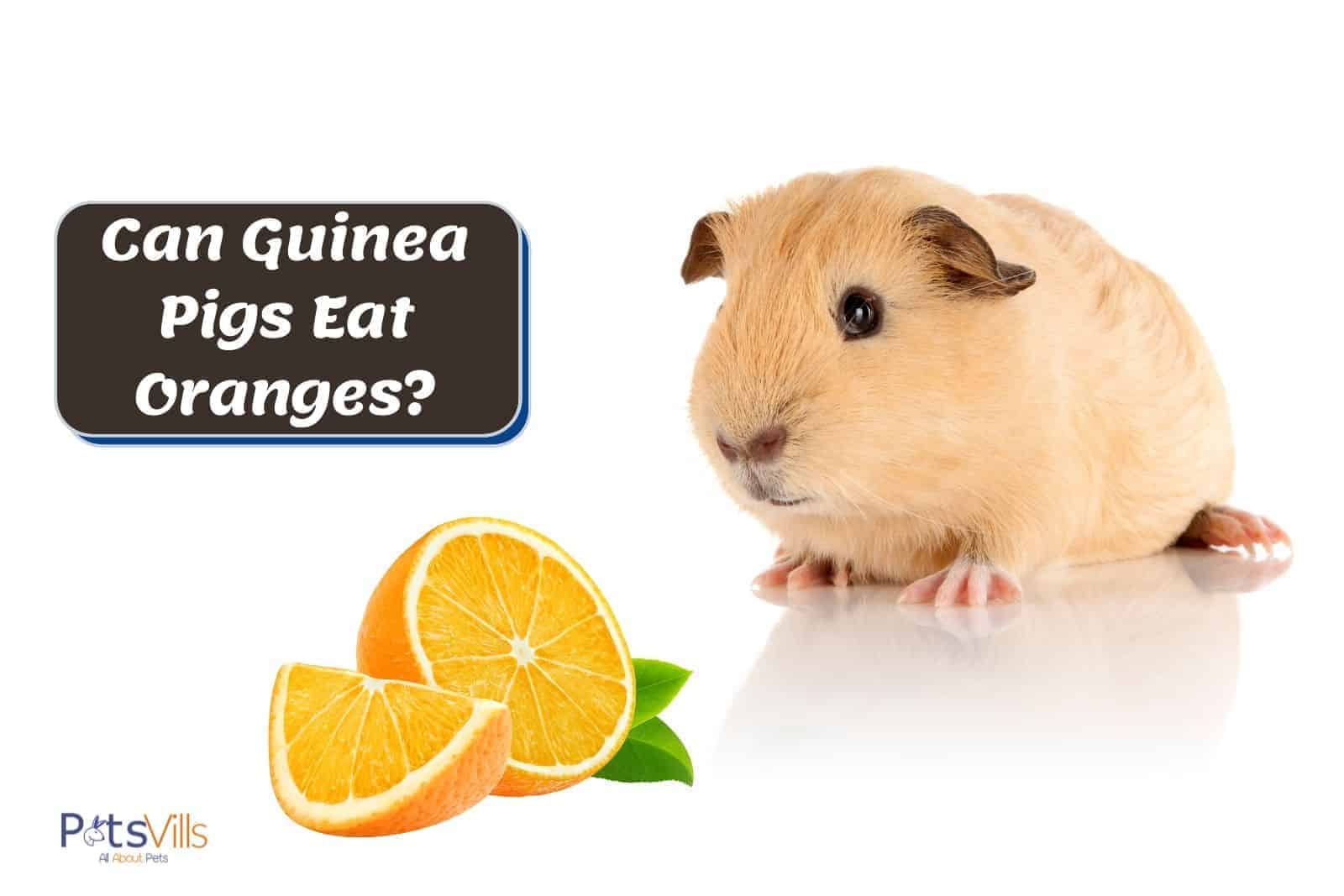 Can Guinea Pigs Eat Oranges