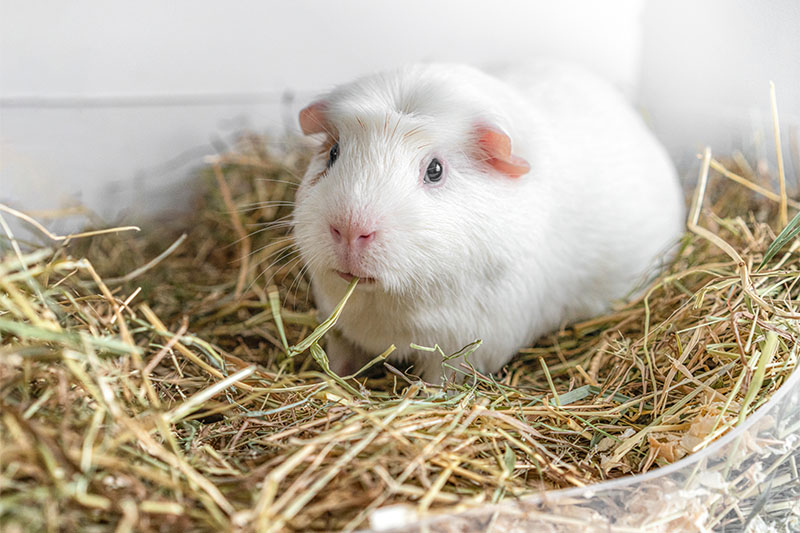 Can Guinea Pigs Eat Oregano