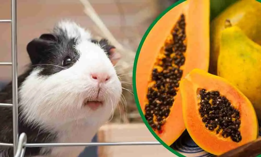 Can Guinea Pigs Eat Papaya