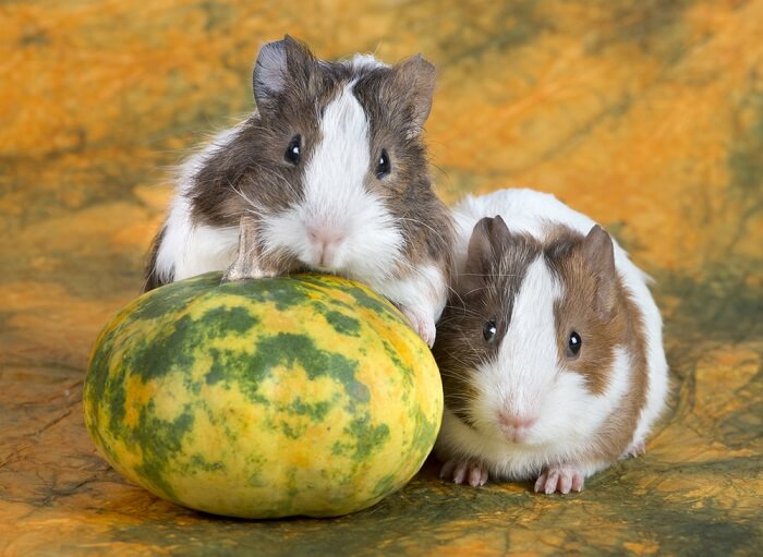 Can Guinea Pigs Eat Parsley