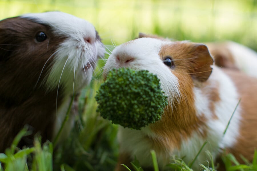 Can Guinea Pigs Eat Peppers