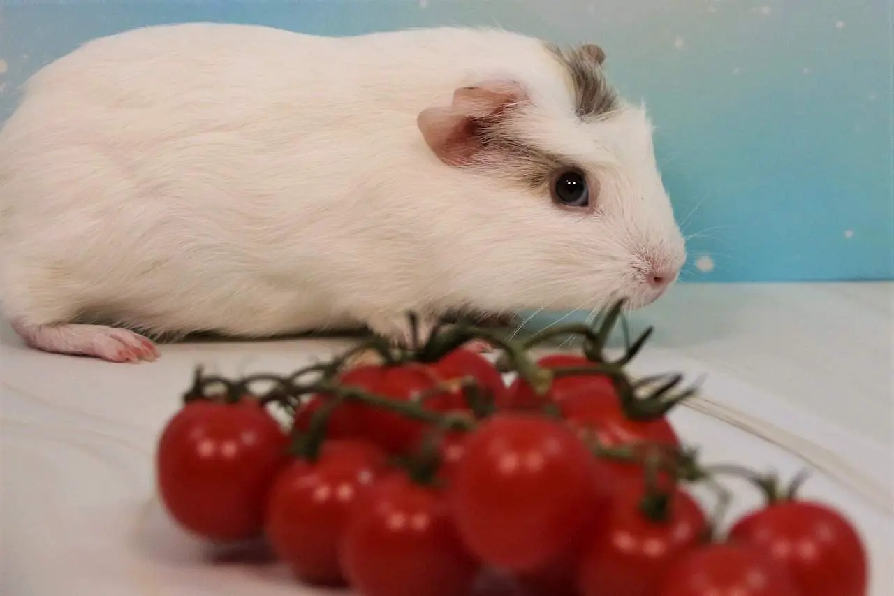Can Guinea Pigs Eat Persimmons