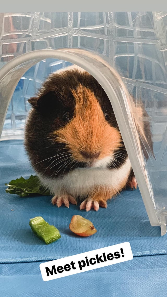 Can Guinea Pigs Eat Pickles