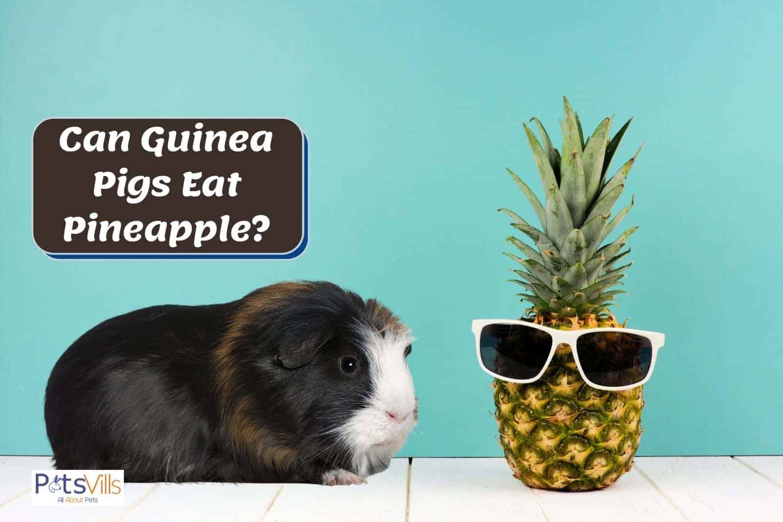 Can Guinea Pigs Eat Pineapples