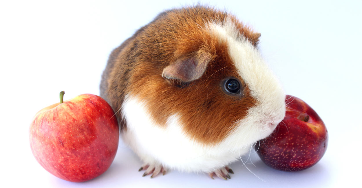 Can Guinea Pigs Eat Plums