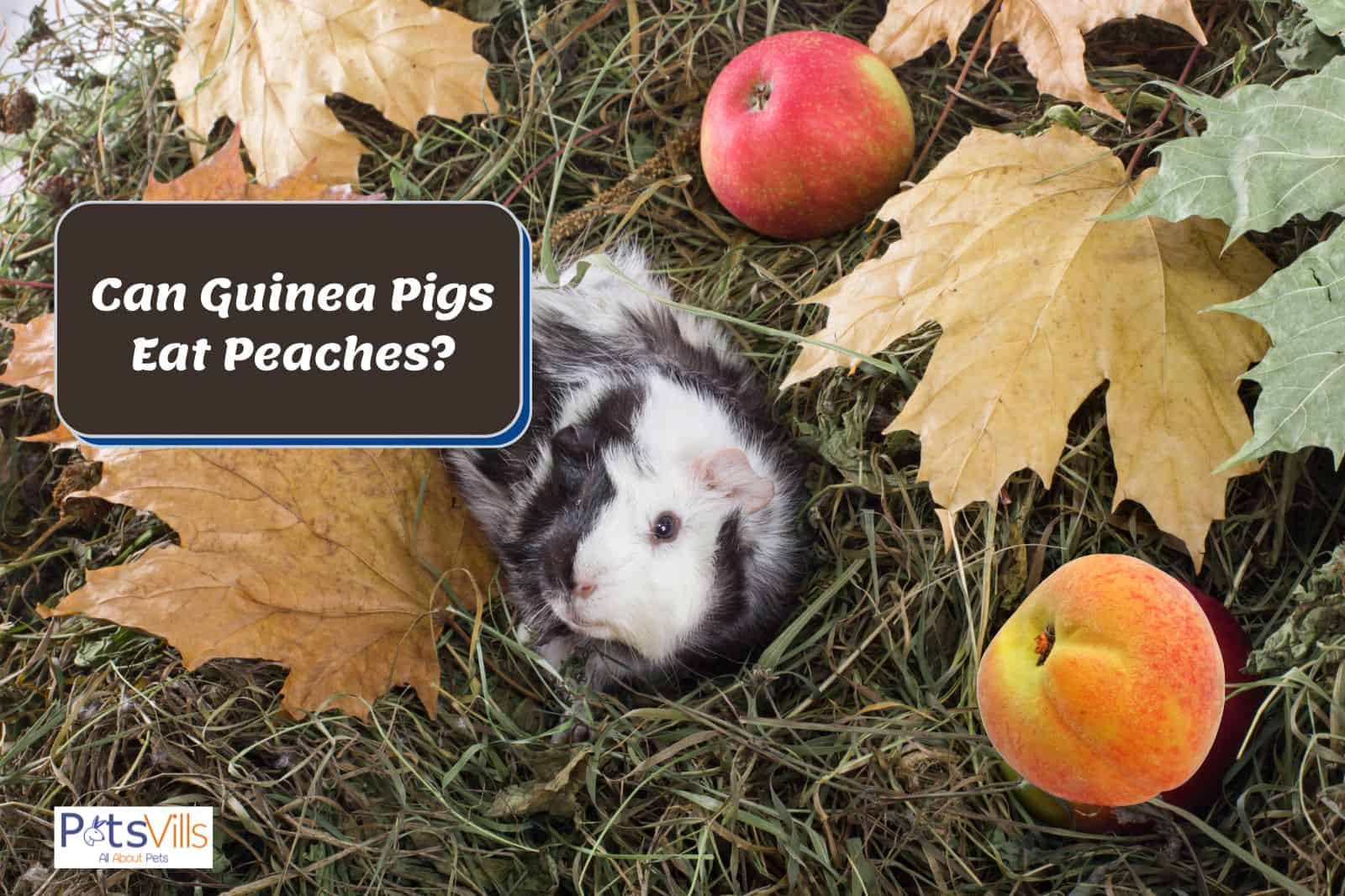 Can Guinea Pigs Eat Pomegranate