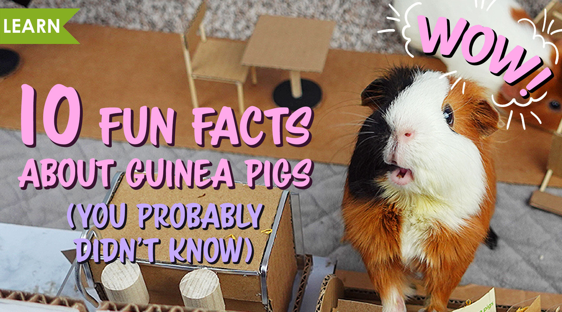 Can Guinea Pigs Eat Popcorn