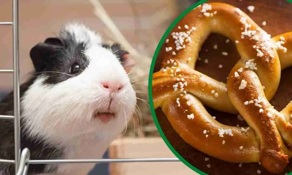 Can Guinea Pigs Eat Pretzels