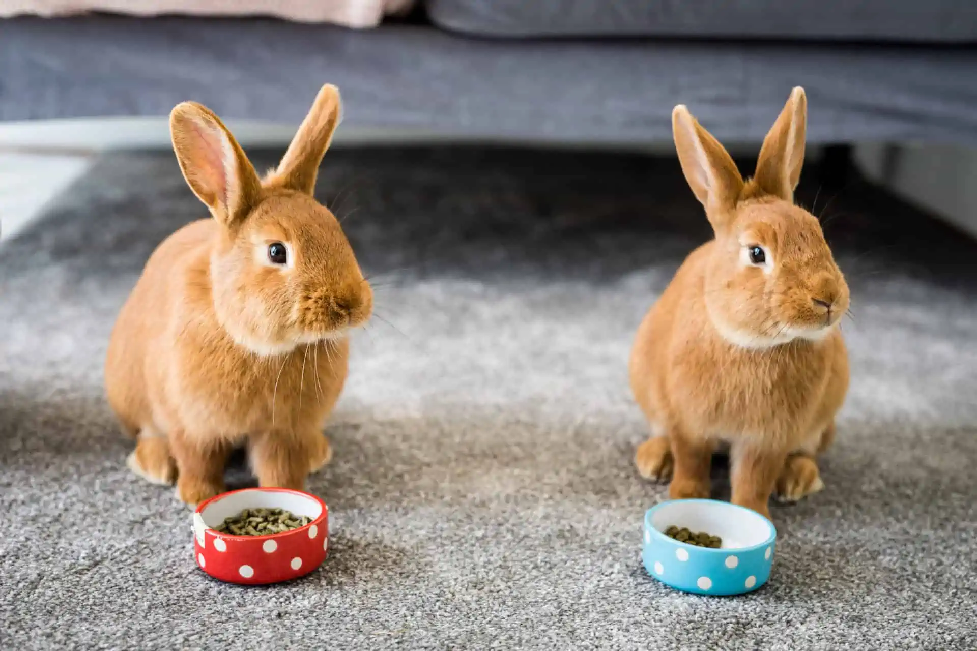 Can Guinea Pigs Eat Rabbit Food