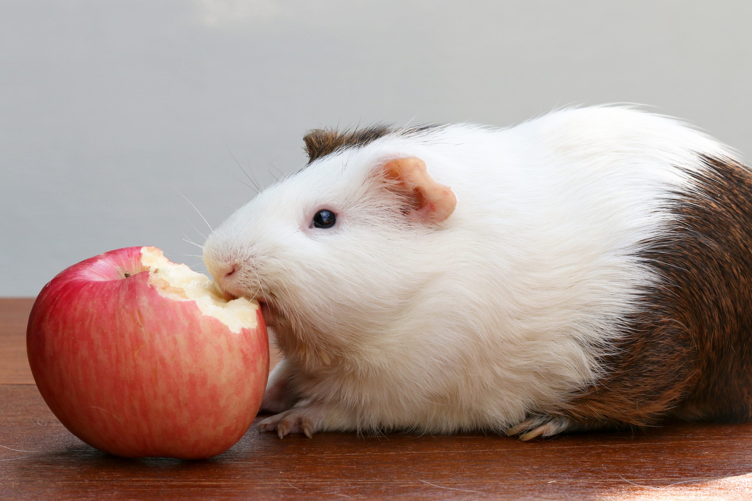 Can Guinea Pigs Eat Raw Mushrooms