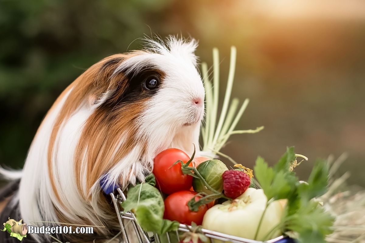 Can Guinea Pigs Eat Romain Lettuce