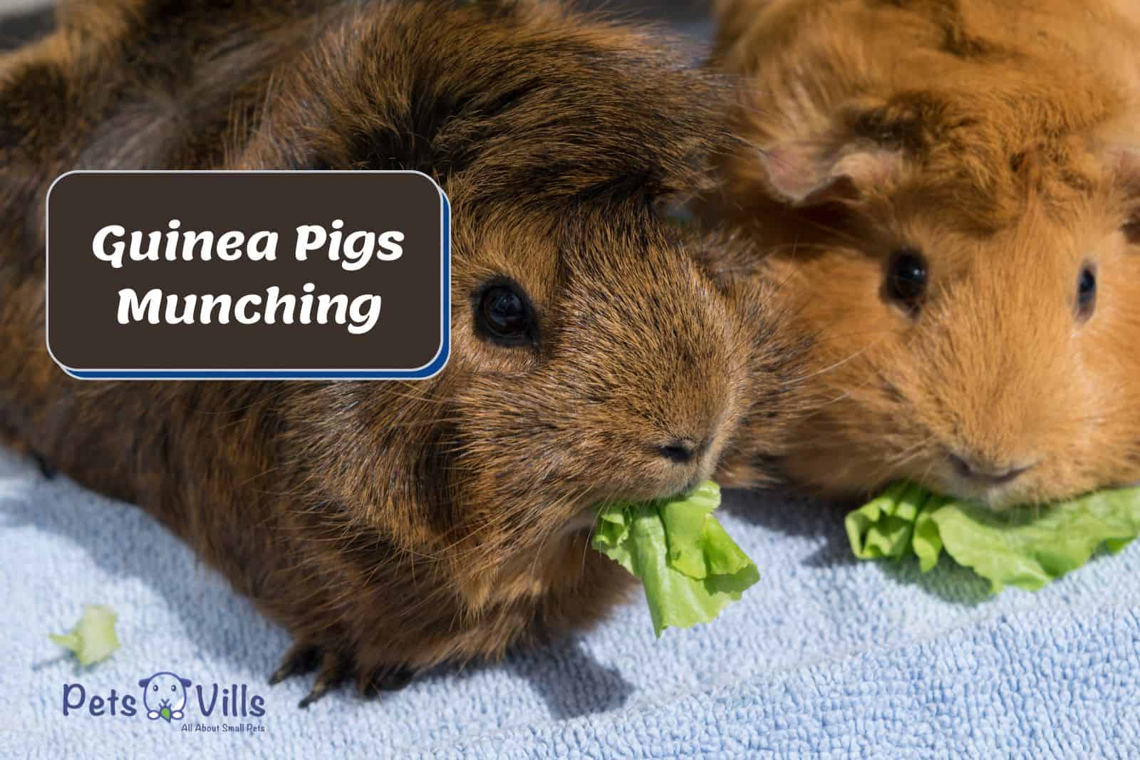 Can Guinea Pigs Eat Romaine Hearts