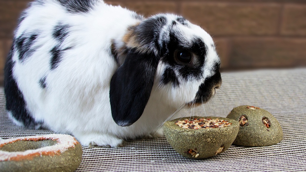 Can Guinea Pigs Eat Seeds