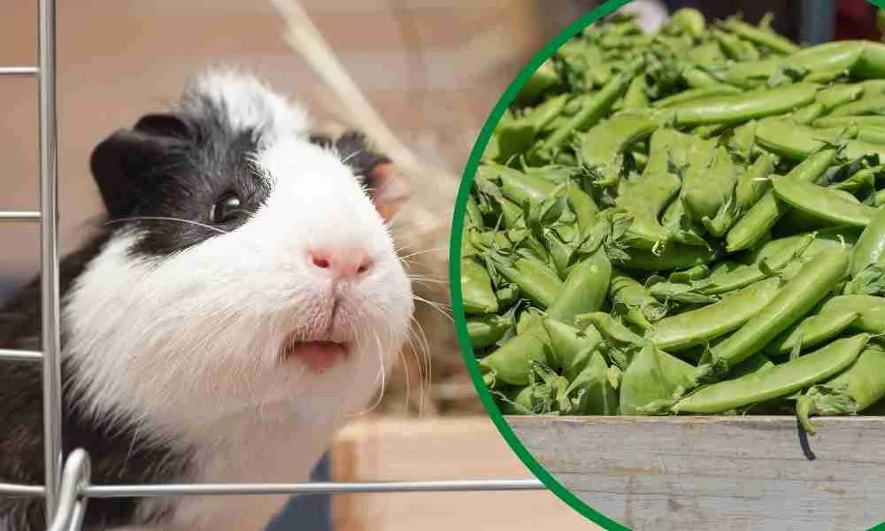 Can Guinea Pigs Eat Snap Peas