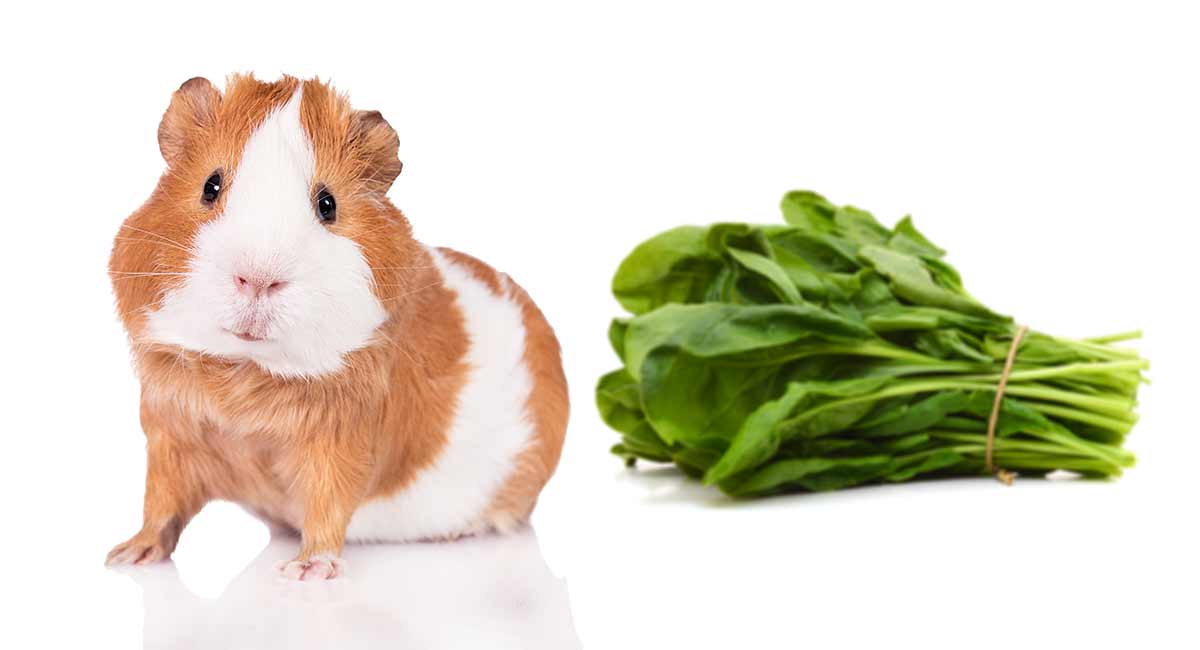 Can Guinea Pigs Eat Spinach