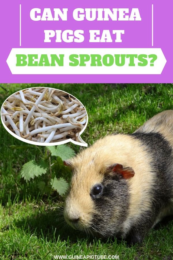 Can Guinea Pigs Eat Sprouts