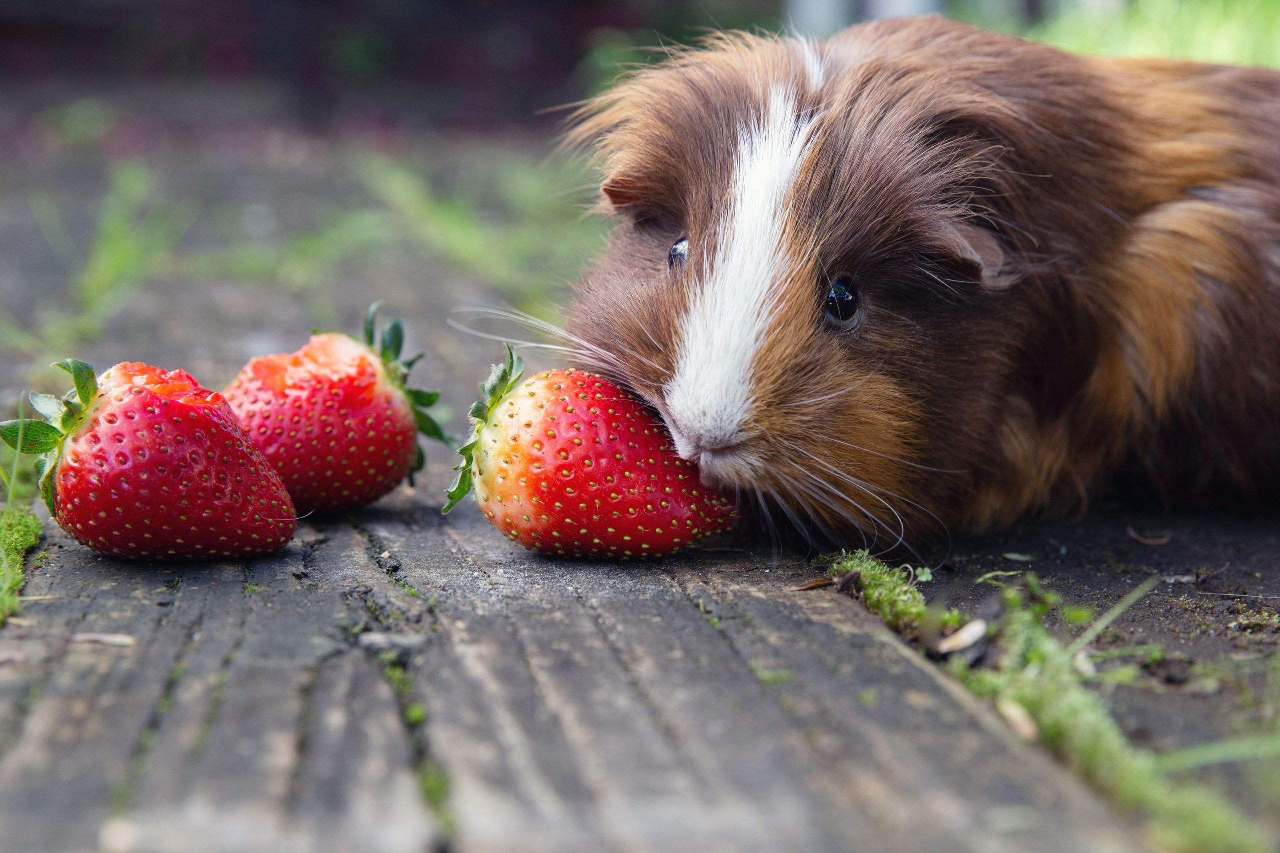 Can Guinea Pigs Eat Strawberries