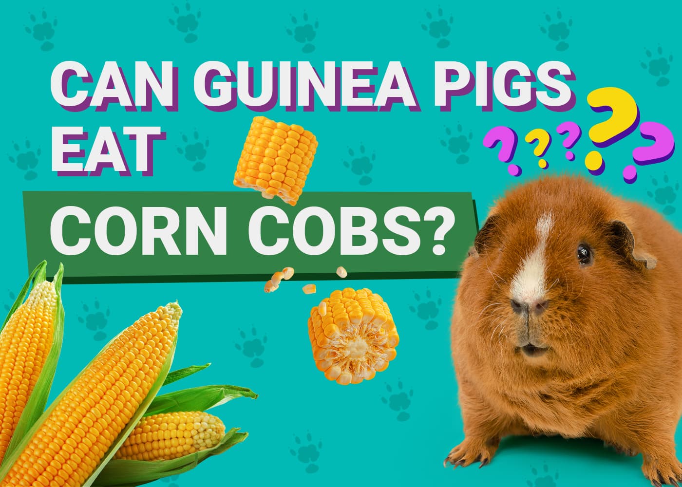 Can Guinea Pigs Eat Sweetcorn