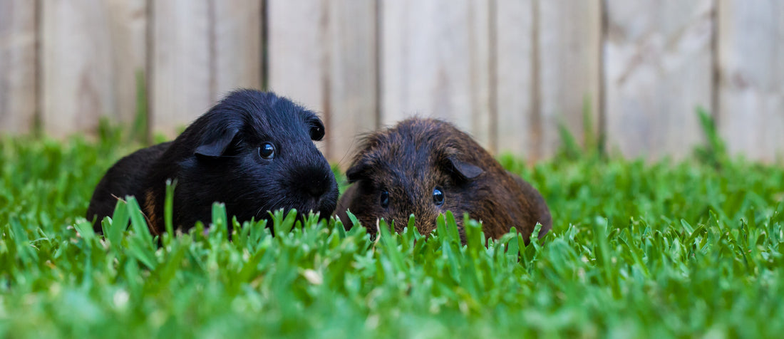 Can Guinea Pigs Eat Timothy Grass