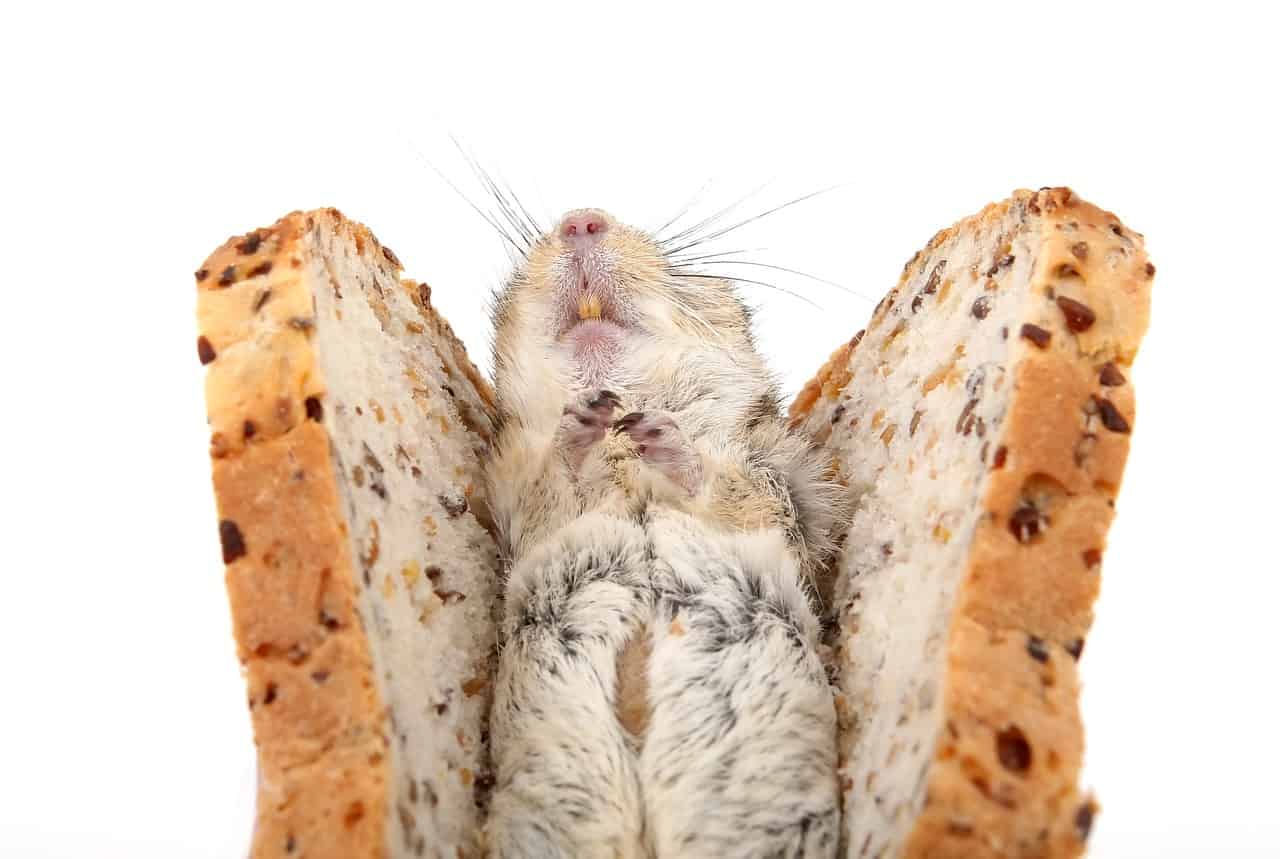 Can Guinea Pigs Eat Toast