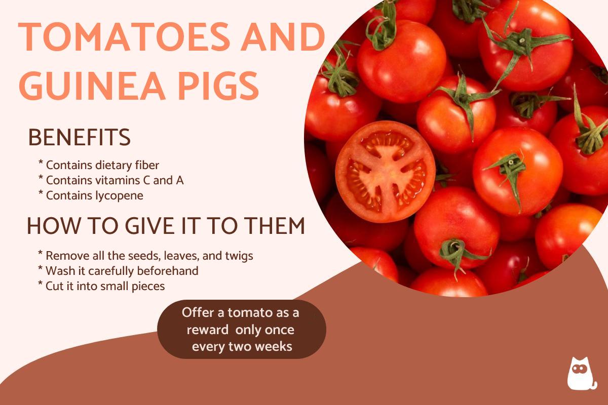 Can Guinea Pigs Eat Tomato