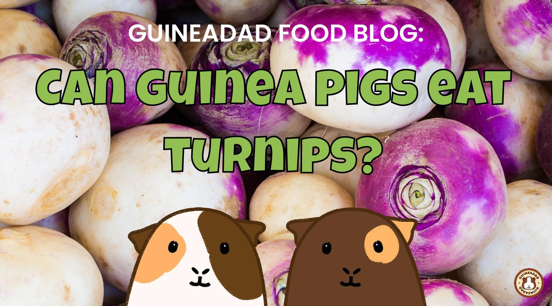 Can Guinea Pigs Eat Turnip Greens
