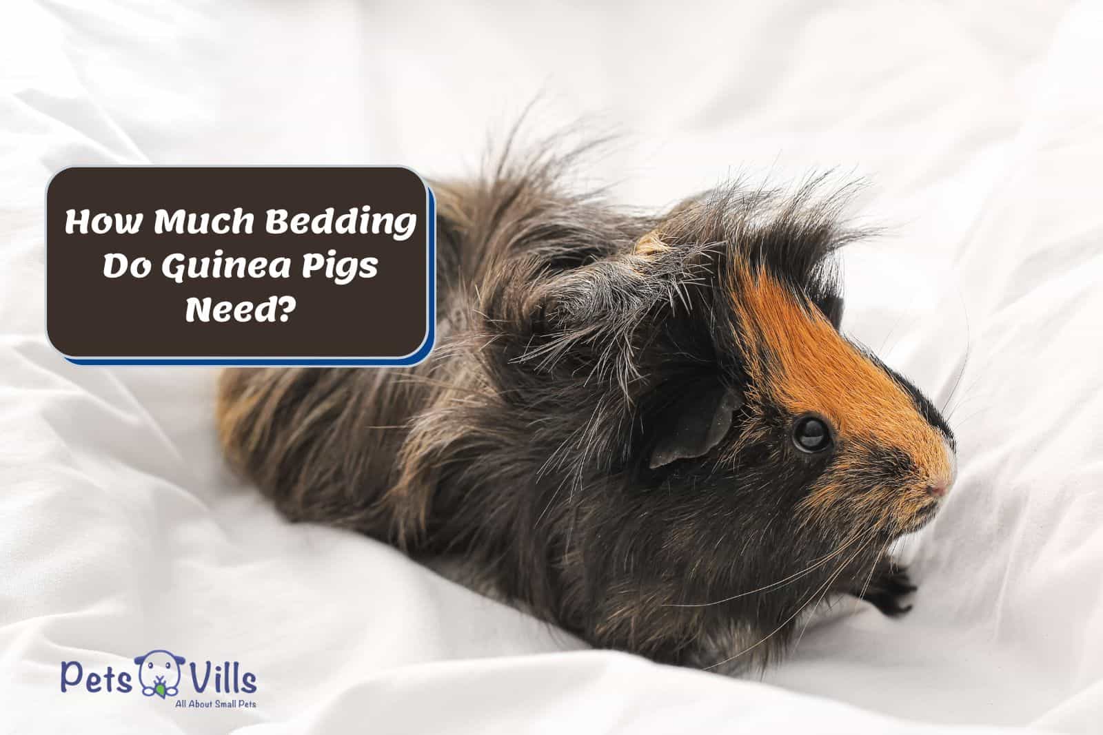 Can Guinea Pigs Eat Wood Shavings? Unveiling The Truth! - Vet Advises