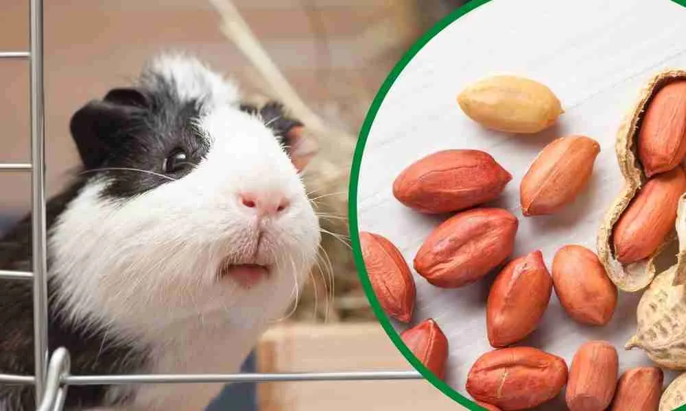 Can Guinea Pigs Eat Yams