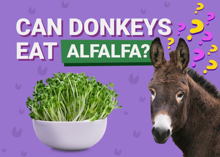Can Hedgehogs Eat Alfalfa