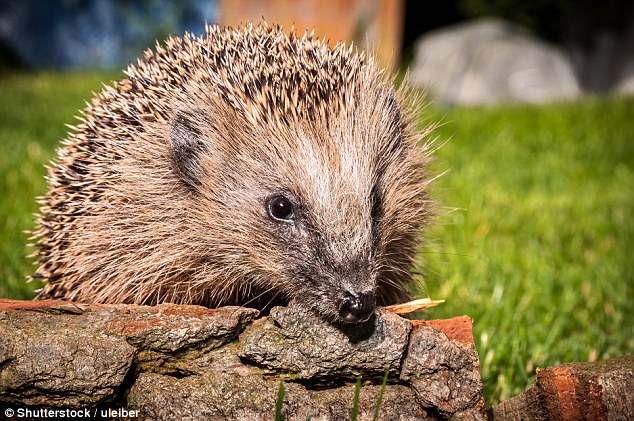 Can Hedgehogs Eat Ants