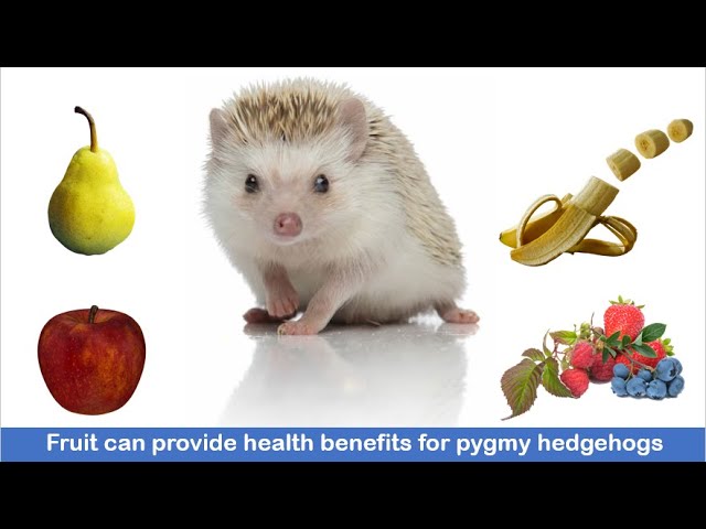 Can Hedgehogs Eat Berries