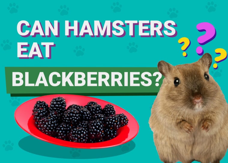 Can Hedgehogs Eat Blackberries