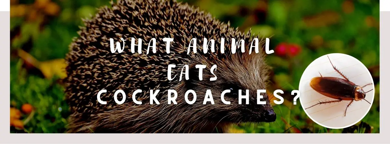 Can Hedgehogs Eat Cockroaches
