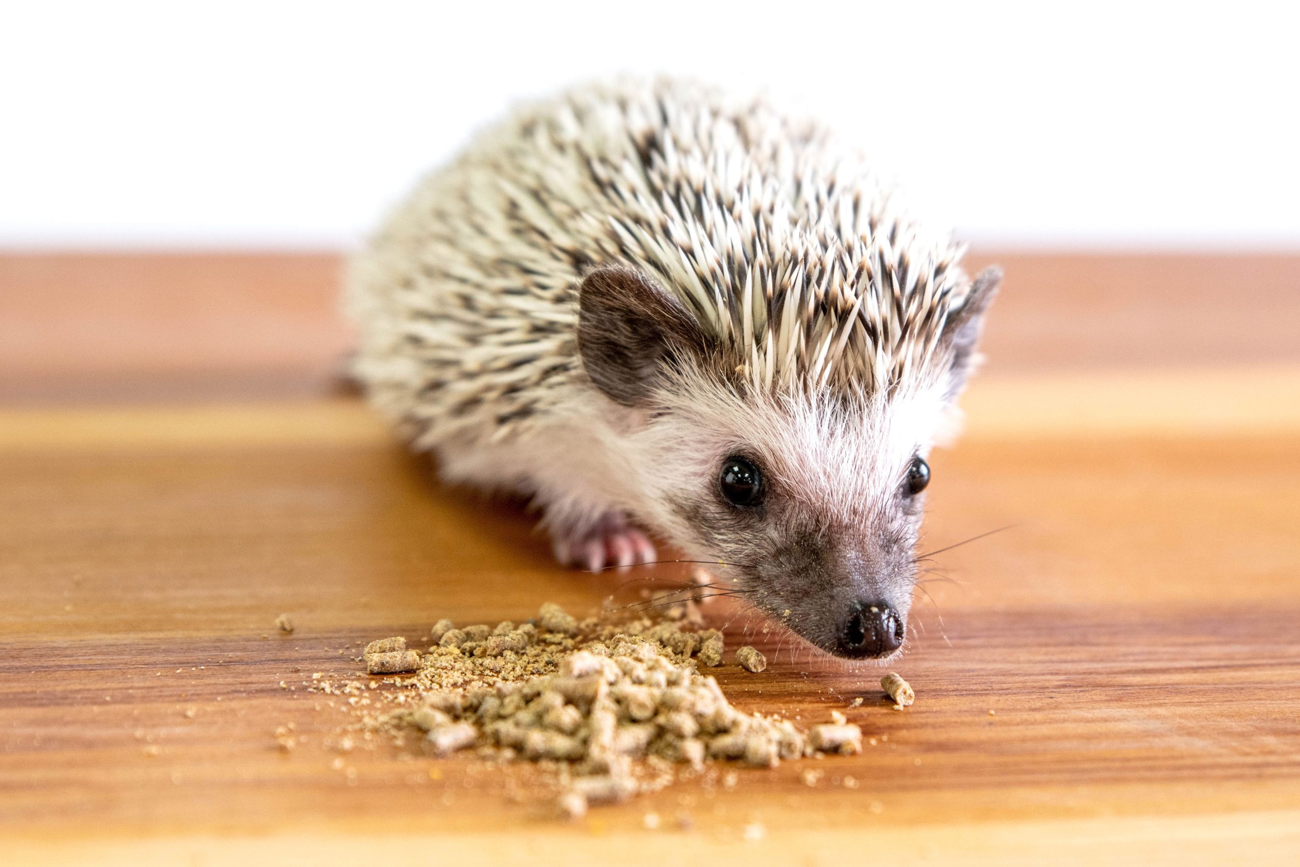 Can Hedgehogs Eat Corn