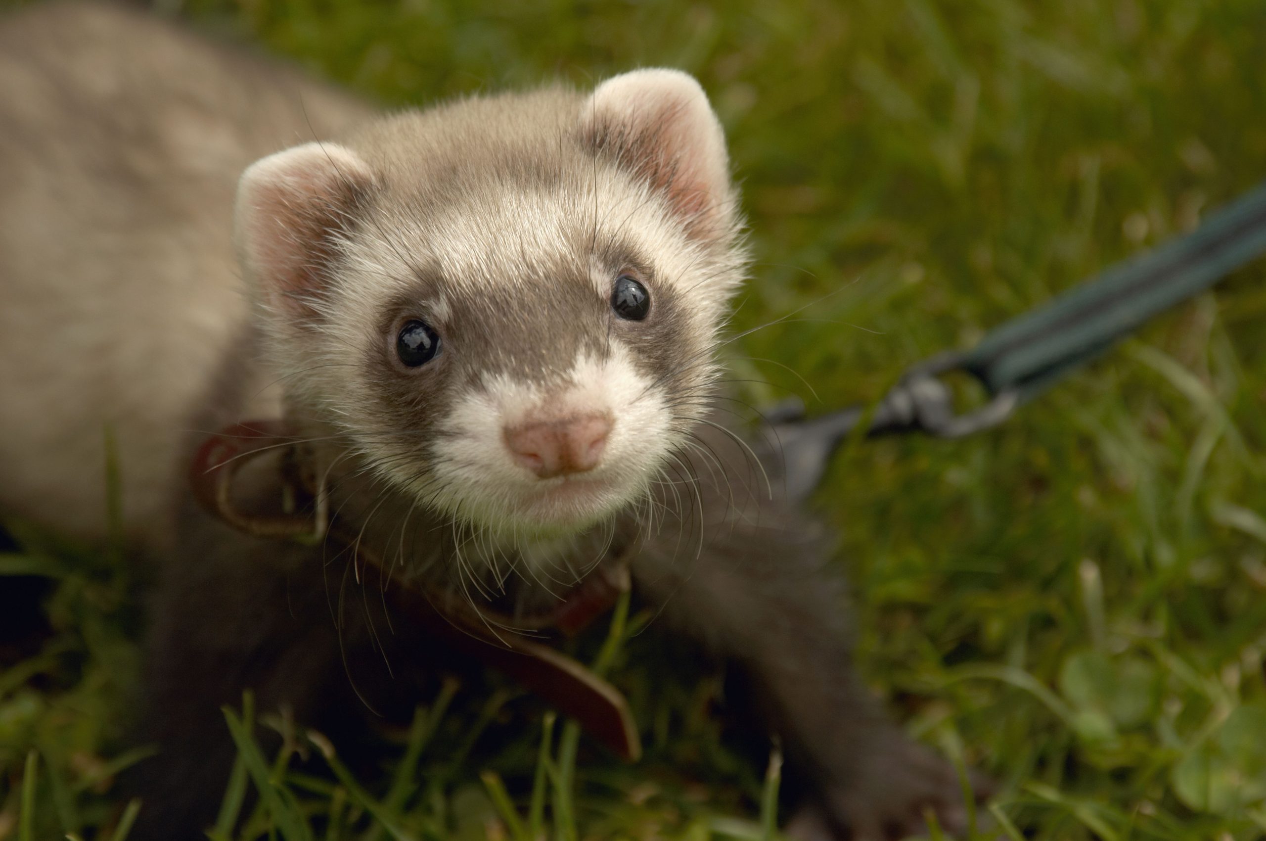 Can Hedgehogs Eat Ferret Food