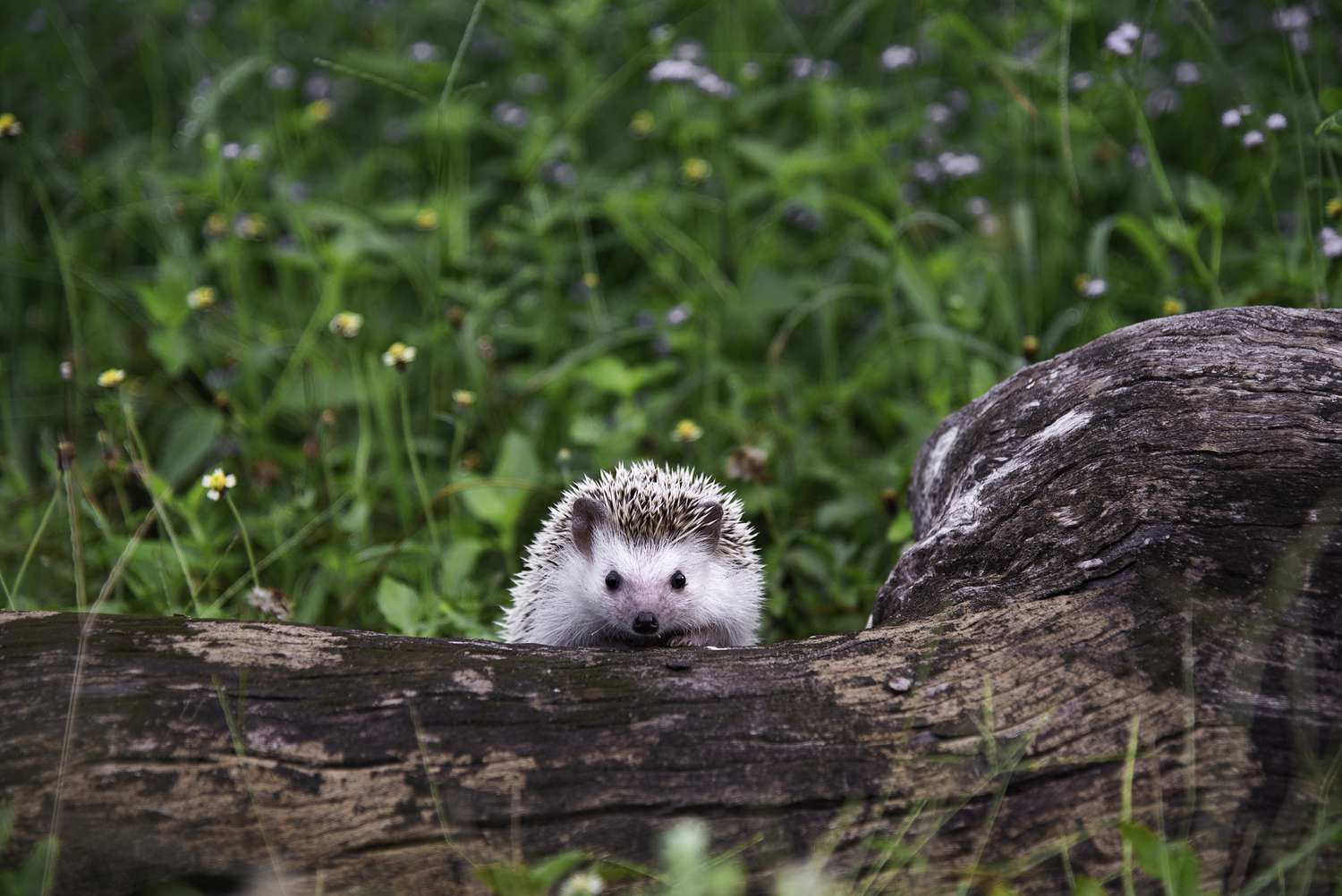 Can Hedgehogs Eat Grass