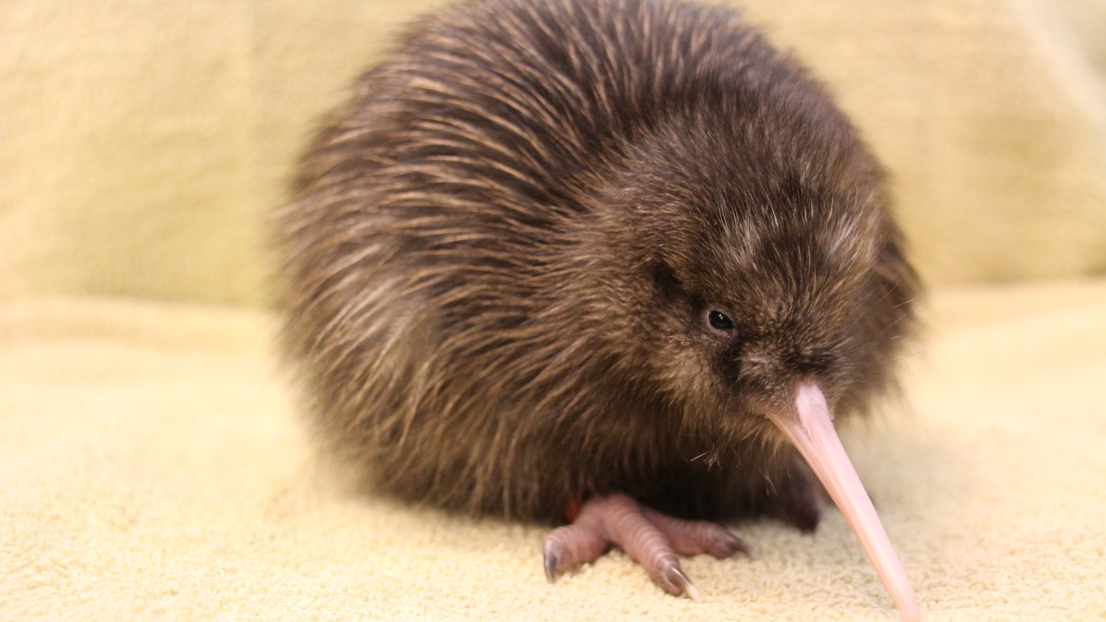 Can Hedgehogs Eat Kiwi