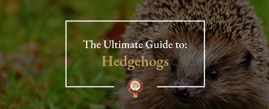 Can Hedgehogs Eat Meat