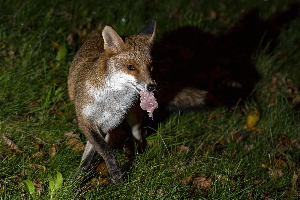 Can Hedgehogs Eat Rabbit Food